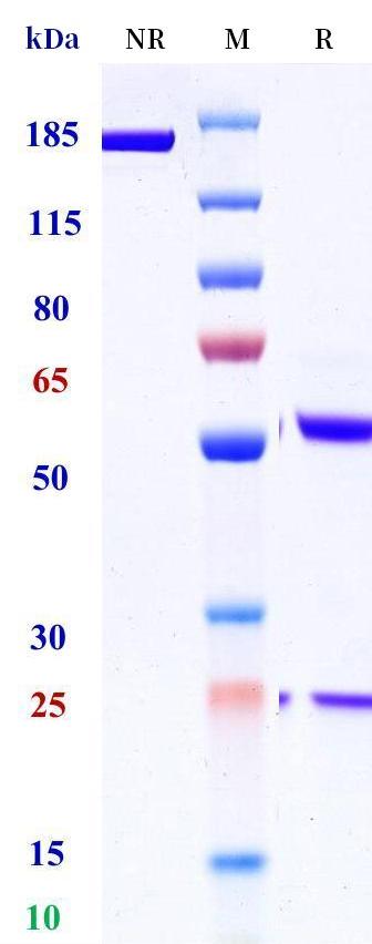 0 - Anti-BMP6 Reference Antibody (Lilly patent anti-BMP6) APR11285