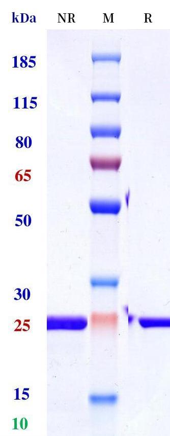 0 - Anti-Protein S Reference Antibody (INSERM patent anti-Protein S) APR11286