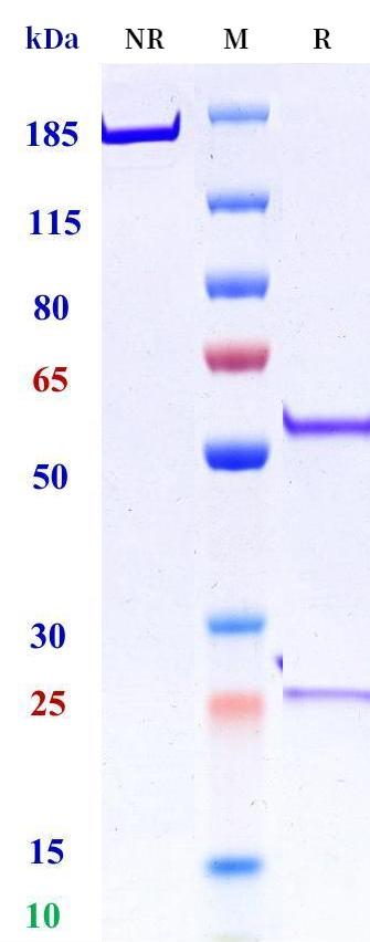 0 - Anti-Cripto Reference Antibody (BIIB015) APR11287