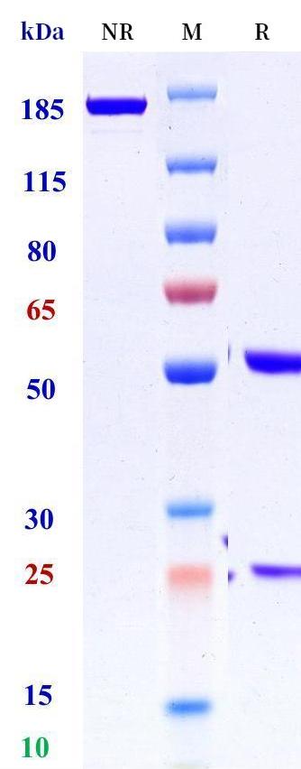 0 - Anti-UPK1B Reference Antibody (Macrogenics patent anti-UPK-1B) APR11289