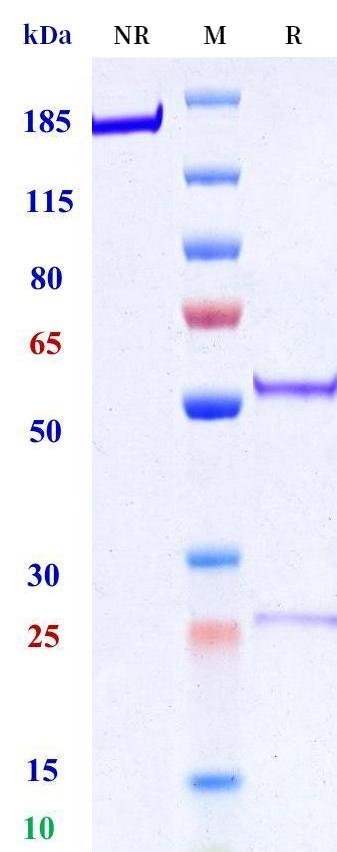 0 - Anti-IL-18RB Reference Antibody (Reistone Bio patent anti-IL-18RB) APR11290