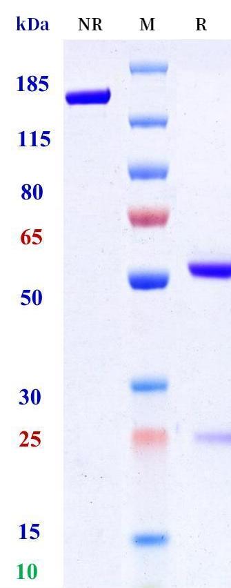 0 - Anti-AFP Reference Antibody (Roche patent anti-AFP) APR11291