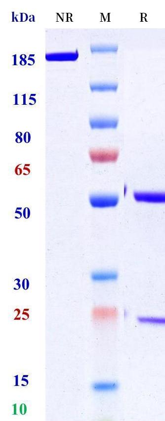 0 - Anti-Neublastin Reference Antibody (Gloriana Thera patent anti-Neublastin) APR11292