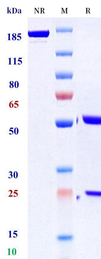 0 - Anti-Siglec-10 Reference Antibody (Allakos patent anti-Siglec-10) APR11293