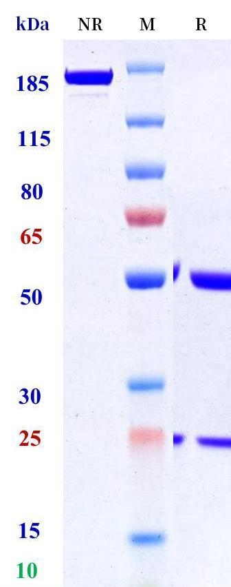 0 - Anti-ASGR1 Reference Antibody (AMG 529) APR11294