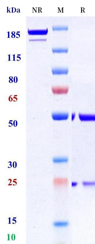 0 - Anti-CCL21 Reference Antibody (Novartis patent anti-CCL21) APR11295
