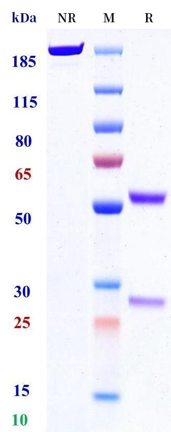 0 - Anti-Factor X Reference Antibody (Roche patent anti-Factor X) APR11296