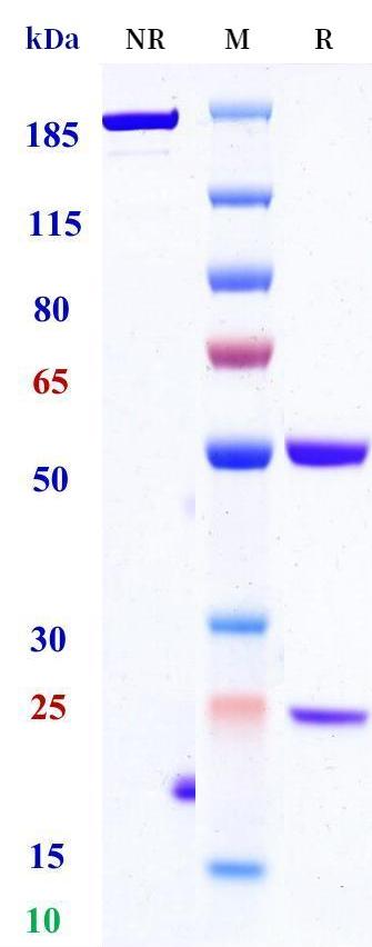 0 - Anti-NKp46 Reference Antibody (Yissum Res.Dev. patent anti-NKp46) APR11297