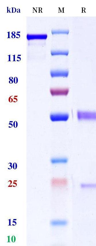 0 - Anti-IL-31 Reference Antibody (Numab patent anti-IL-31) APR11298