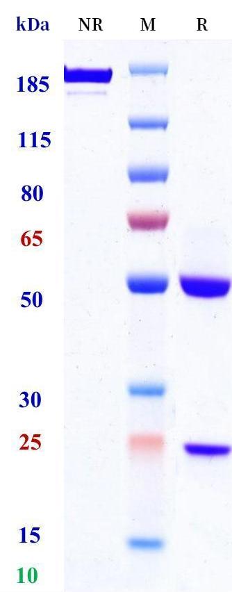 0 - Anti-IL-17RB Reference Antibody (MRC patent anti-IL-17BR) APR11299