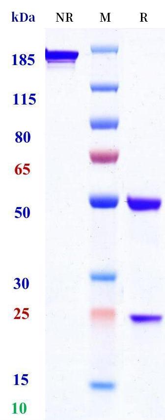 0 - Anti-IL-17RB Reference Antibody (Academia Sinica patent anti-IL-17RB) APR11300