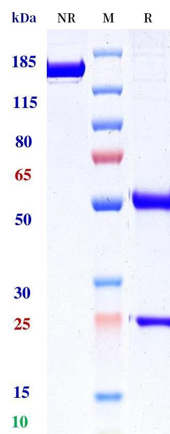 0 - Anti-L1-CAM Reference Antibody (Ligachem patent anti-L1-CAM) APR11301