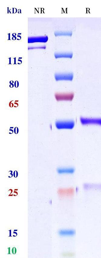 0 - Anti-CD81 Reference Antibody (Dainippon Sumitomo patent anti-CD81) APR11303