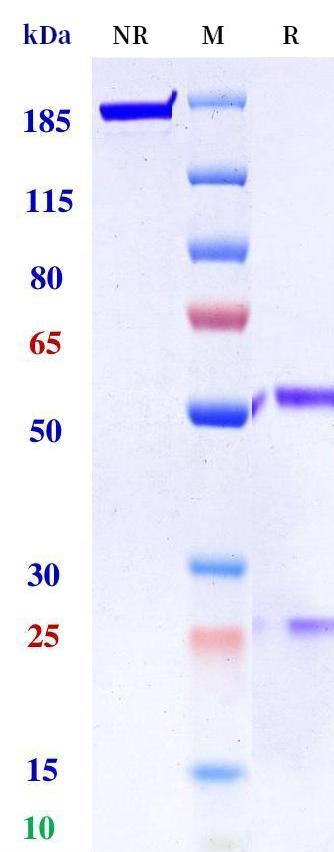 0 - Anti-IL-18Rα Reference Antibody (Roche patent anti-IL-18Rα) APR11304