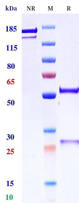 0 - Anti-TEM8 Reference Antibody (Biomed Valley patent anti-TEM8) APR11305