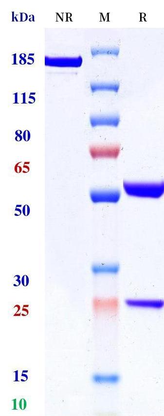 0 - Anti-CD55 Reference Antibody (Agonox patent anti-CD55) APR11306