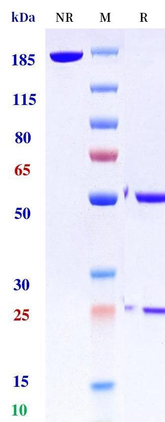 0 - Anti-DR3 Reference Antibody (Novo Nordisk patent anti-DR3) APR11307