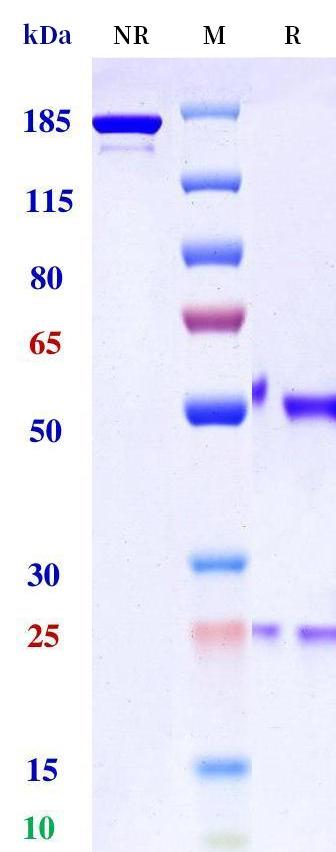 0 - Anti-HLA-G Reference Antibody (UCB4594) APR11308