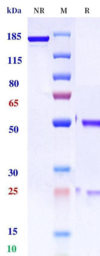 0 - Anti-BST1 Reference Antibody (MEN1112) APR11309