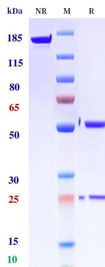 0 - Anti-CD63 Reference Antibody (Regeneron patent anti-CD63) APR11310