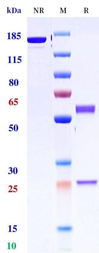 0 - Anti-SOSTDC1 Reference Antibody (Amgen patent anti-WISE) APR11311