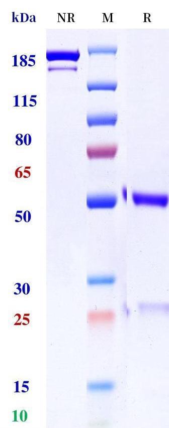 0 - Anti-SEMA3A Reference Antibody (Bayer patent anti-SEMA3A) APR11312