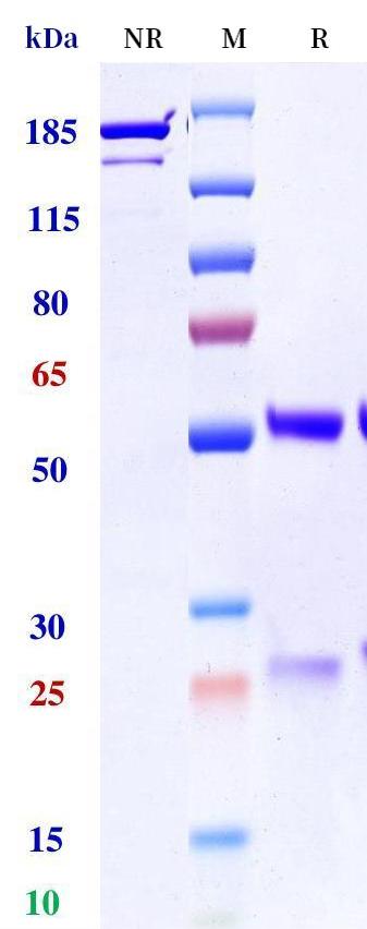 0 - Anti-SEMA3A Reference Antibody (Samsung patent anti-SEMA3A) APR11313