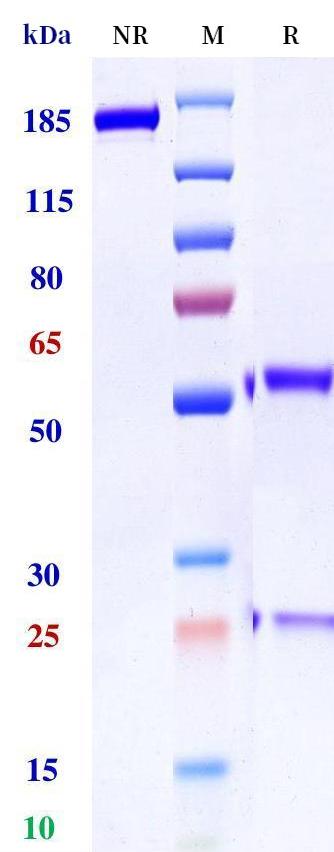 0 - Anti-NRP2 Reference Antibody (aTyr patent anti-NRP2) APR11314