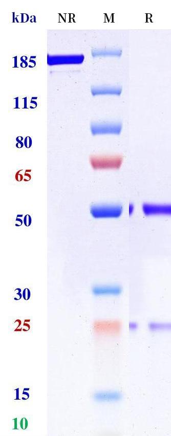 0 - Anti-Fc-gamma-RIIB / CD32b Reference Antibody (Genentech patent anti-Fc-gamma-RIIB) APR11315