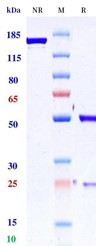 0 - Anti-NRP2 Reference Antibody (Genentech patent anti-NRP2) APR11316