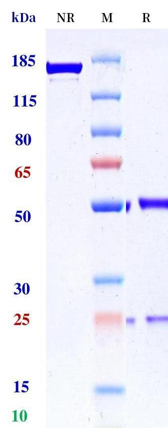 0 - Anti-ASGR1 Reference Antibody (Silverback patent anti-ASGR1) APR11317