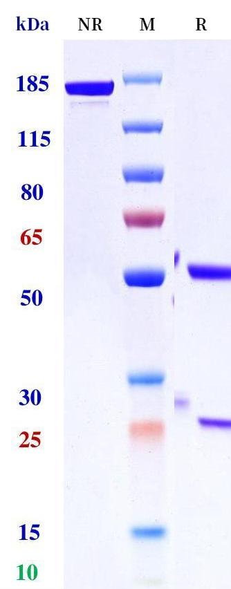 0 - Anti-CXCL13 Reference Antibody (Medimmune patent anti-CXCL13) APR11318