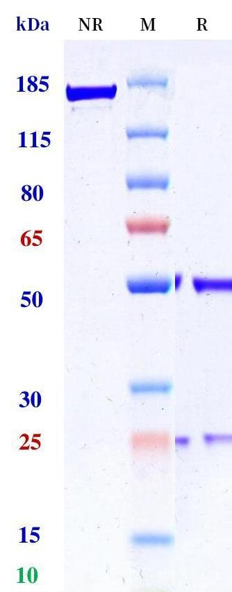 0 - Anti-Plectin Reference Antibody (ibentatug) APR11319