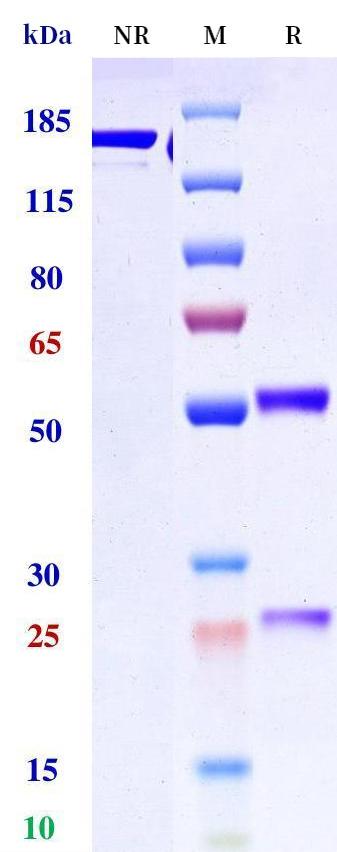 0 - Anti-CCR6 Reference Antibody (Glenmark patent anti-CCR6) APR11320