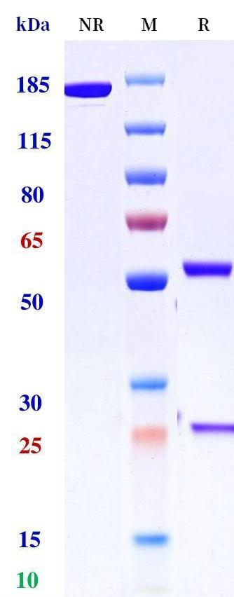 0 - Anti-LILRB1 Reference Antibody (BND-22) APR11321