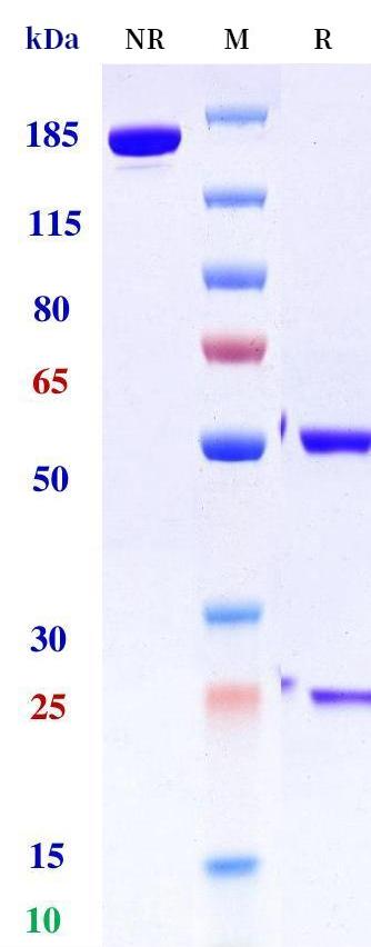 0 - Anti-HHLA2 Reference Antibody (NGM patent anti-B7-H7) APR11322