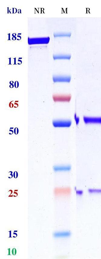 0 - Anti-IL-12Rβ1 Reference Antibody (Novartis patent anti-IL-12Rβ1) APR11324