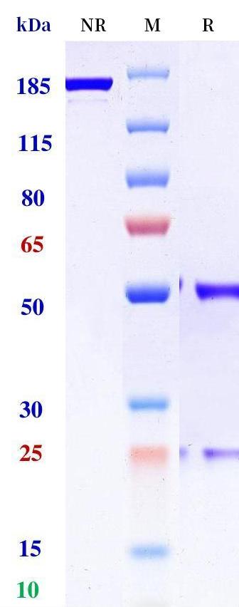 0 - Anti-CLDN1 Reference Antibody (lixudebart) APR11325