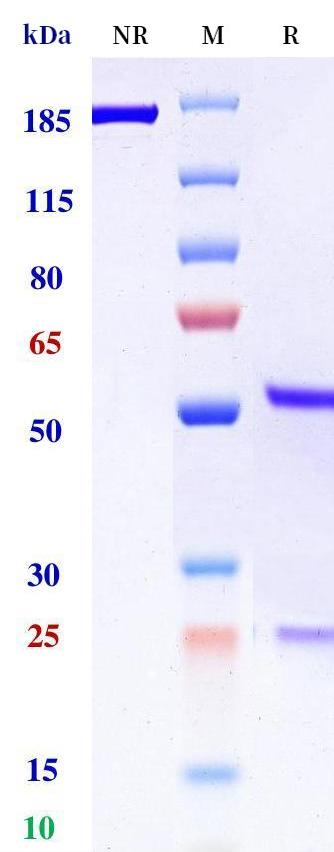 0 - Anti-Artemin Reference Antibody (Regeneron patent anti-Artemin) APR11326