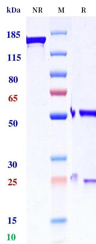 0 - Anti-ENTPD2 Reference Antibody (Novartis patent anti-ENTPD2) APR11328