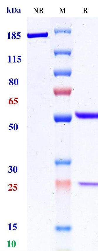 0 - Anti-CCR6 Reference Antibody (MSM patent anti-CCR6) APR11330