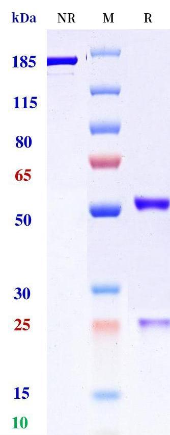 0 - Anti-CD1d Reference Antibody (Cephalon patent anti-CD1d) APR11331