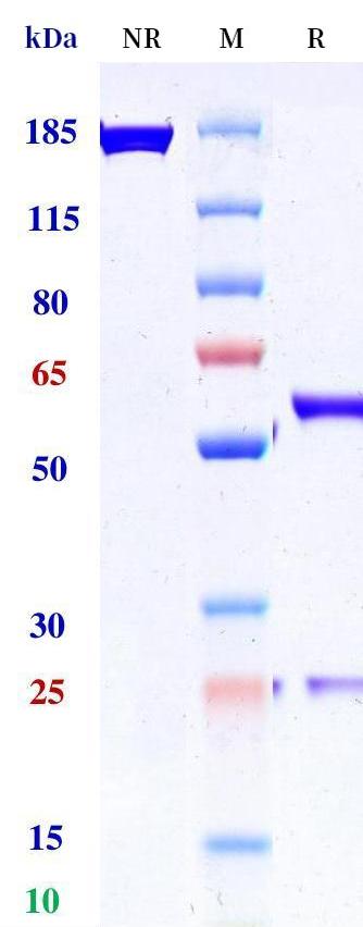 0 - Anti-LAIR1 Reference Antibody (Lilly patent anti-LAIR1) APR11332