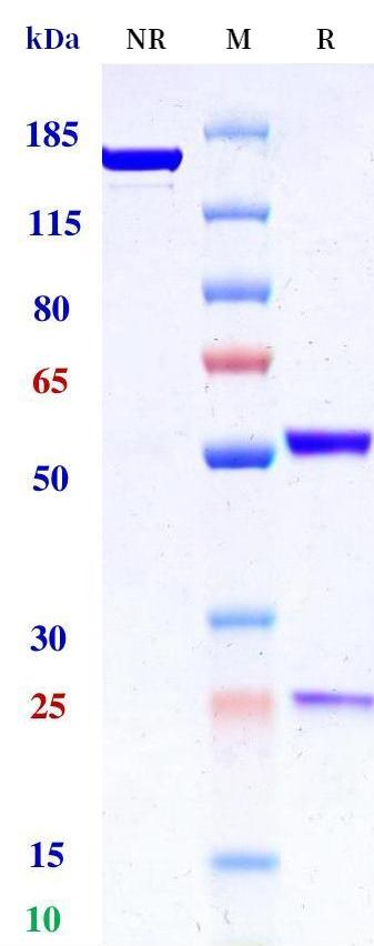 0 - Anti-HHLA2 Reference Antibody (HBM1020) APR11333