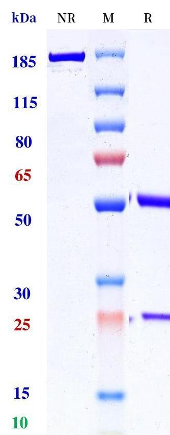 0 - Anti-Transthyretin Reference Antibody (coramitug) APR11334