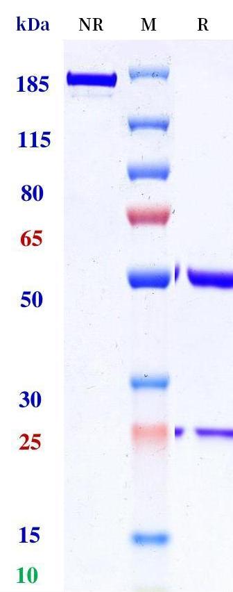 0 - Anti-IL-23R Reference Antibody (Schering patent anti-IL-23R) APR11335