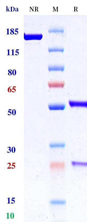 0 - Anti-galectin3 Reference Antibody (oloctinebart) APR11336