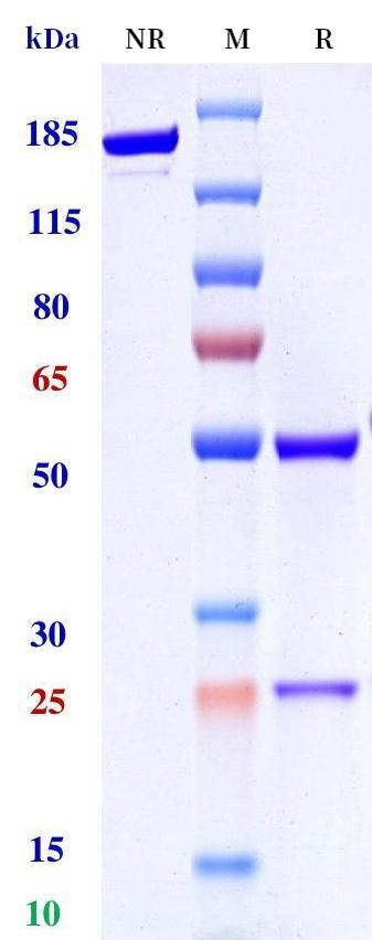 0 - Anti-KLRB1 Reference Antibody (rezorstobart) APR11337