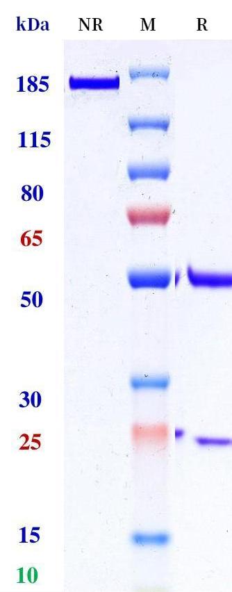0 - Anti-KLK7 Reference Antibody (Genentech patent anti-KLK7) APR11338