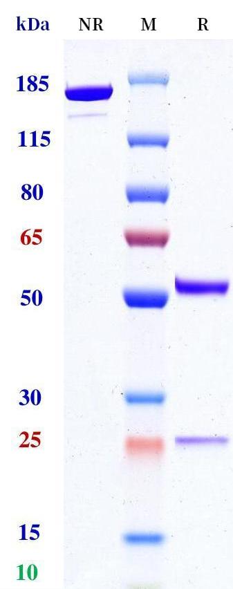 0 - Anti-Beta Klotho Reference Antibody (Novartis patent anti-Beta Klotho) APR11339
